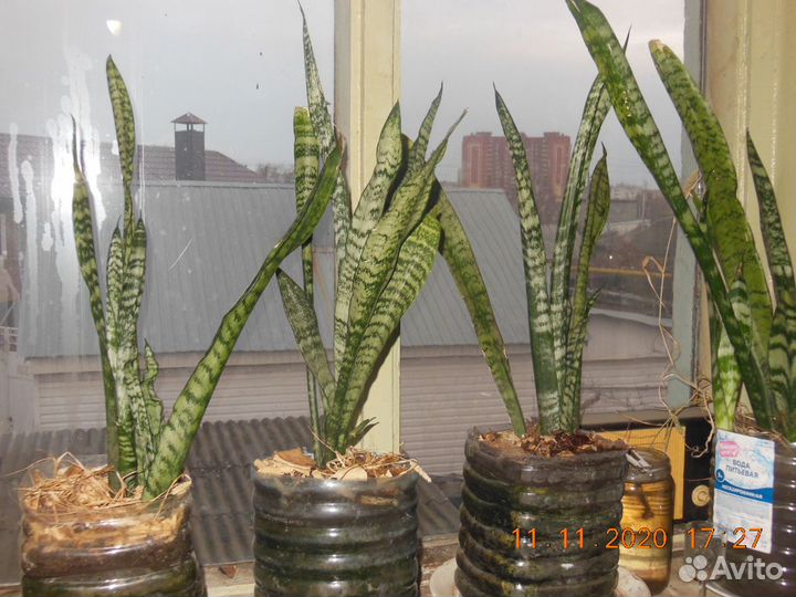 Растение Сансевиерия 