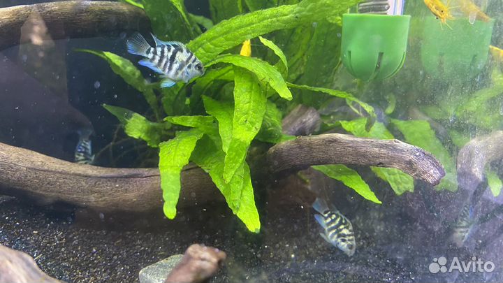 Рыбка сапфировый попугай