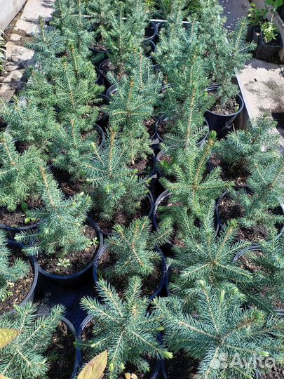 Ель голубая в Красноярске зкс горшок 2/5л