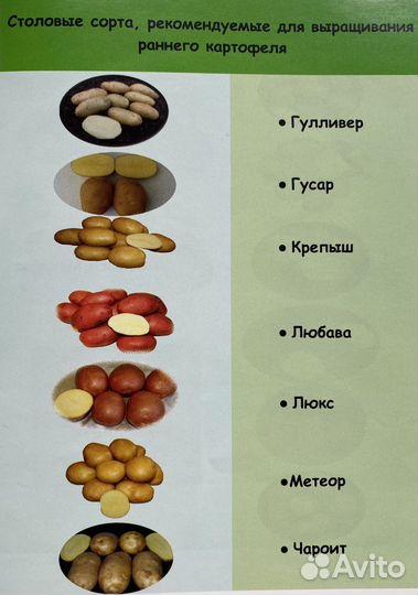 Семенной картофель высших категорий качества