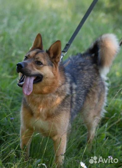 Ласковый Вальд в добрые руки