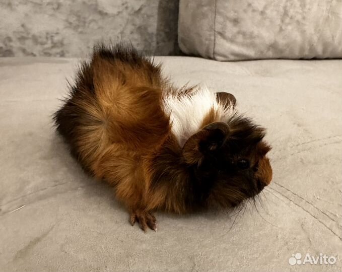 Морские свинки парой