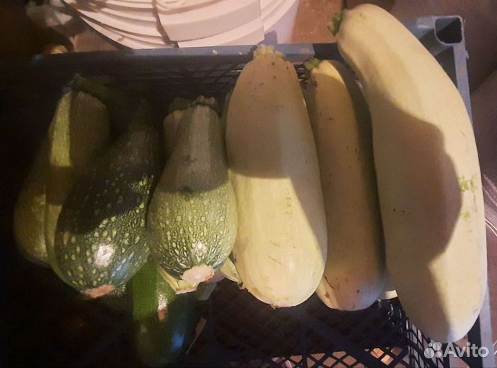 Кабачки домашние