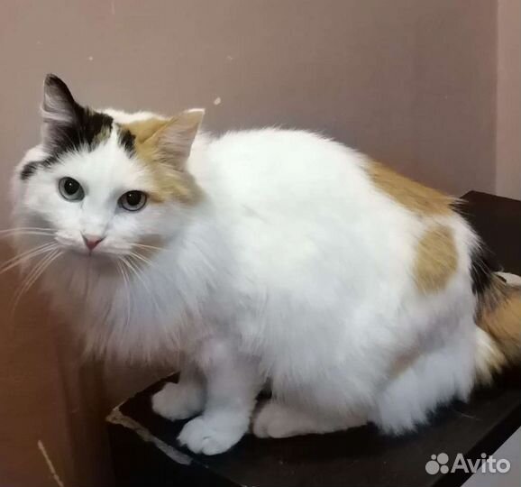 Кошка в дар