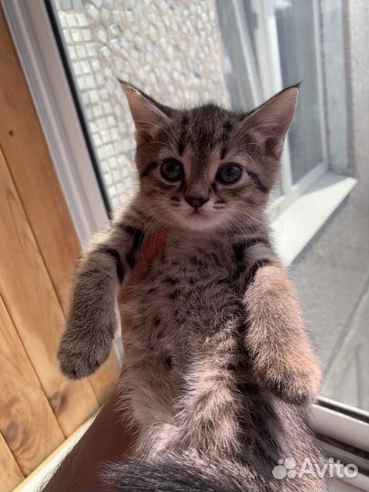 Британские котята
