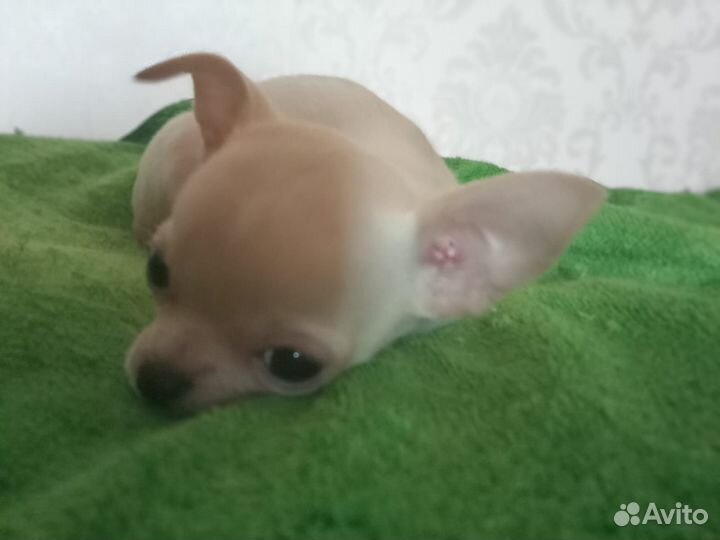 Продам щенка чихуахуа