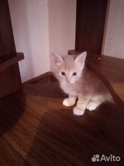 Кошки в добрые руки бесплатно