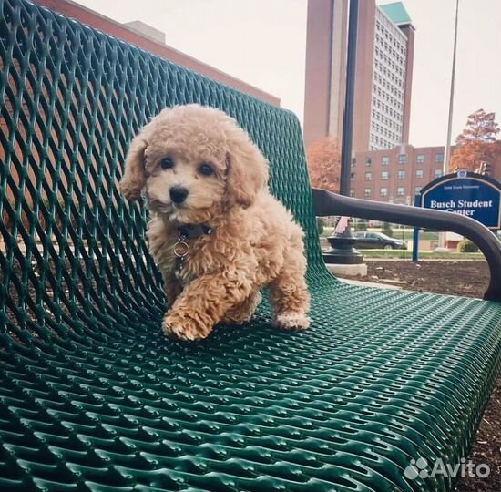Мальтипу мини и стандарт