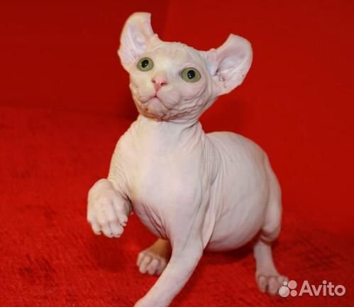 Сфинкс котенок девочки и мальчики