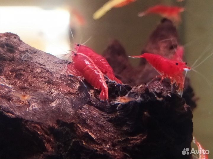 Креветки красный огонь