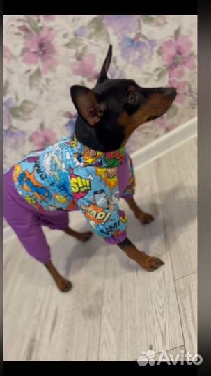 Одежда для собак