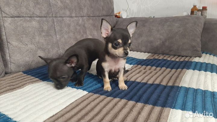 Щенки чихуахуа девочки