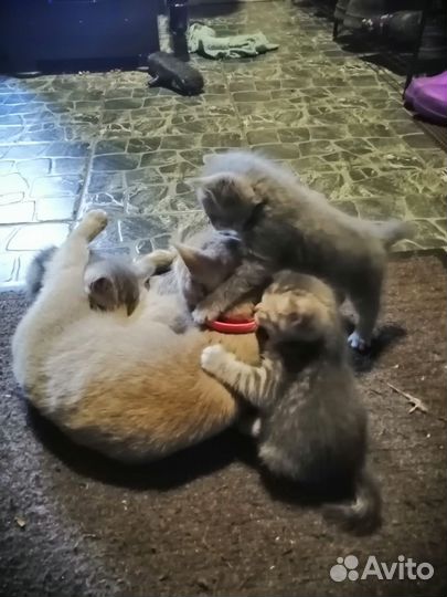 Отдам британцев в добрые руки