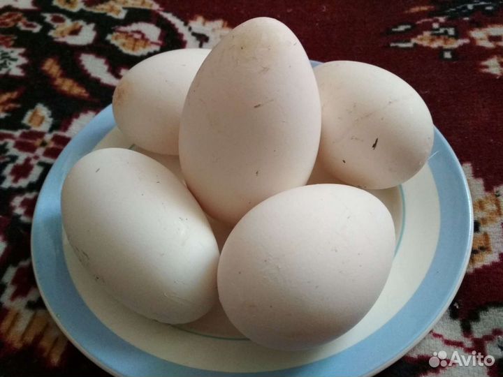 Гусиные, утиные, куриные яйца
