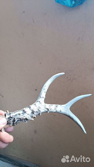 Продам рожок