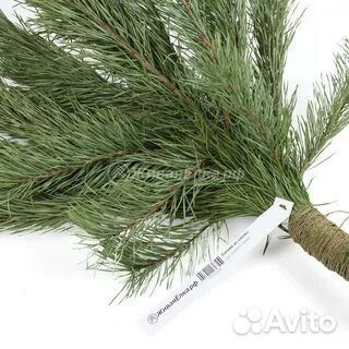 Лапник сосны на новый год