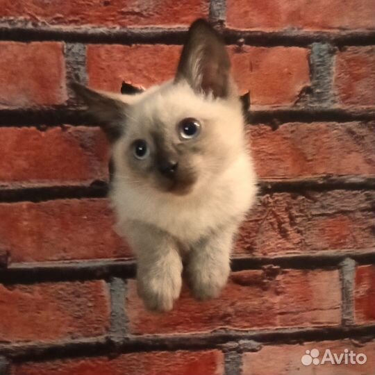 Отдам котят
