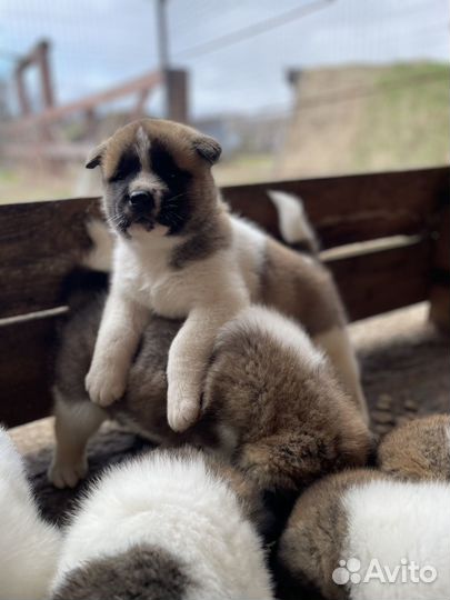 Щенки американской акиты