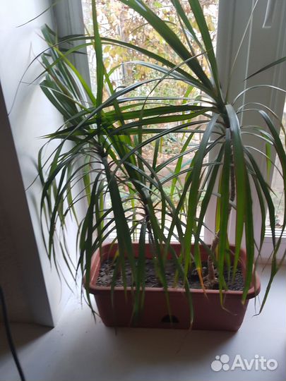 Комнатные цветы драцена