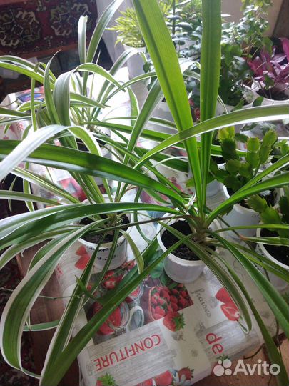 Комнатные растения