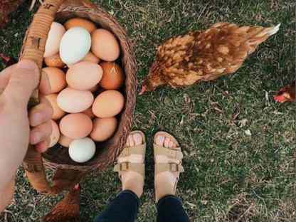 Куры несушки элитных пород–свежие яйца круглый год, Сергиев Посад