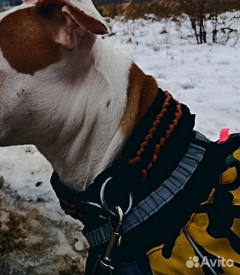 Амуниция для лошади