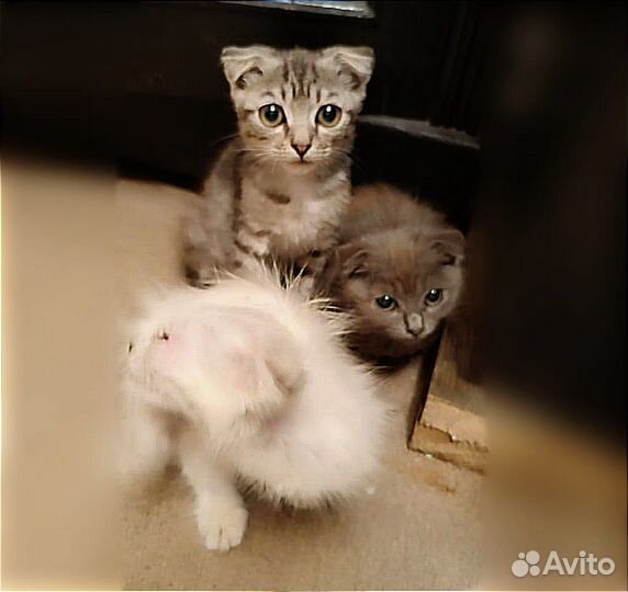 Котята