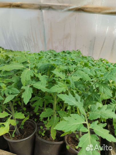 Рассада помидор