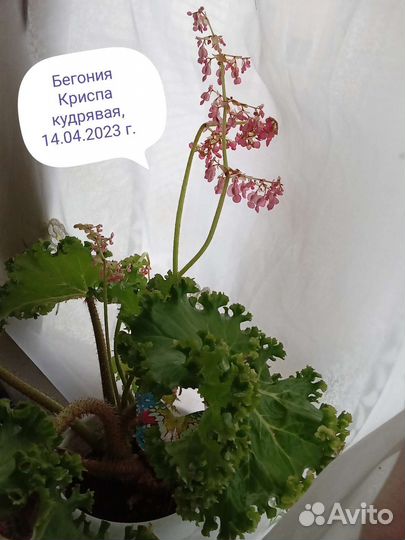 Масса комнатных растений