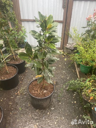 Магнолия вечнозеленая (грандифлора)