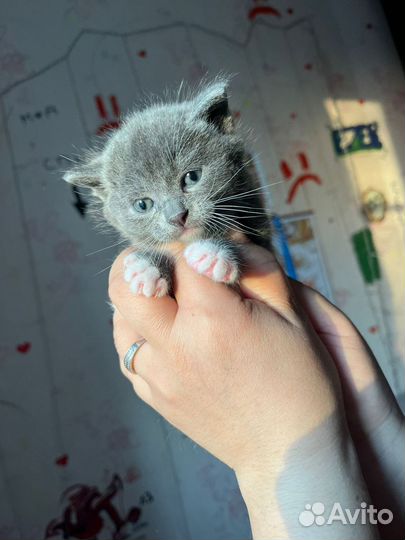Котенок бесплатно