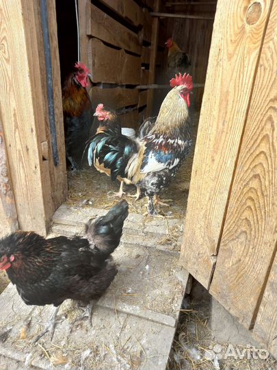 Молодые петухи