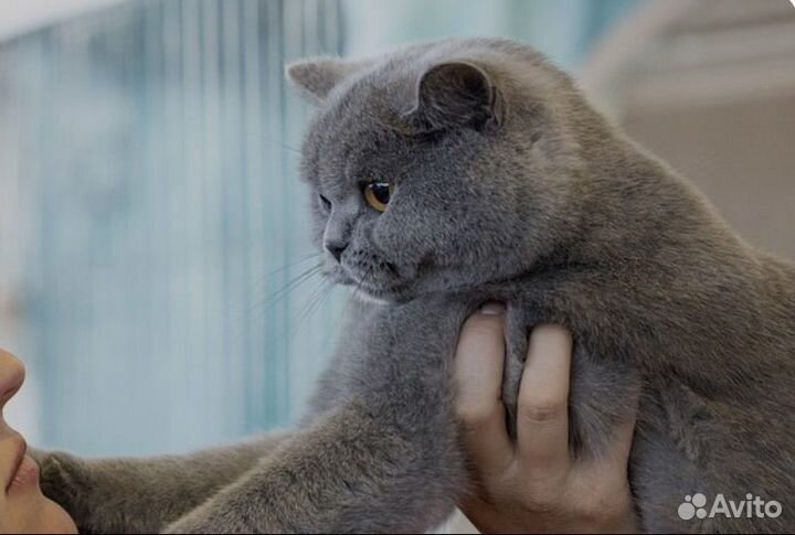 Британские котята короткошерстные б/документоа