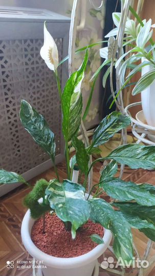 Комнатные цветы