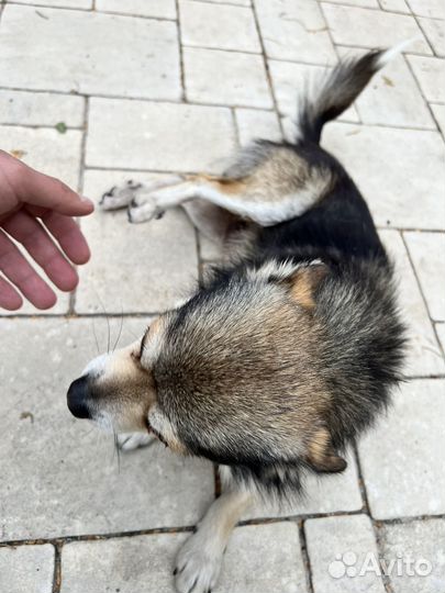 Найдена собака