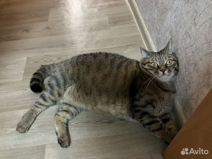 Кот в добрые руки