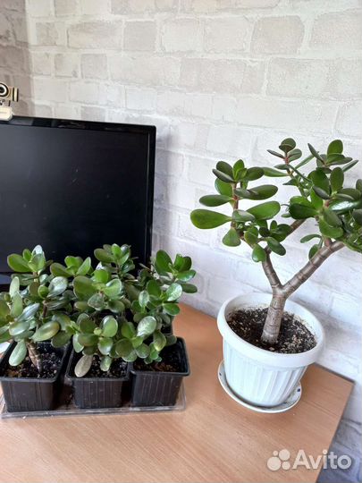 Крассула толстянка(денежное дерево)
