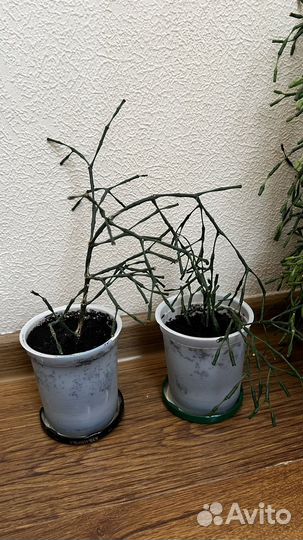 Хатиора/суккулент