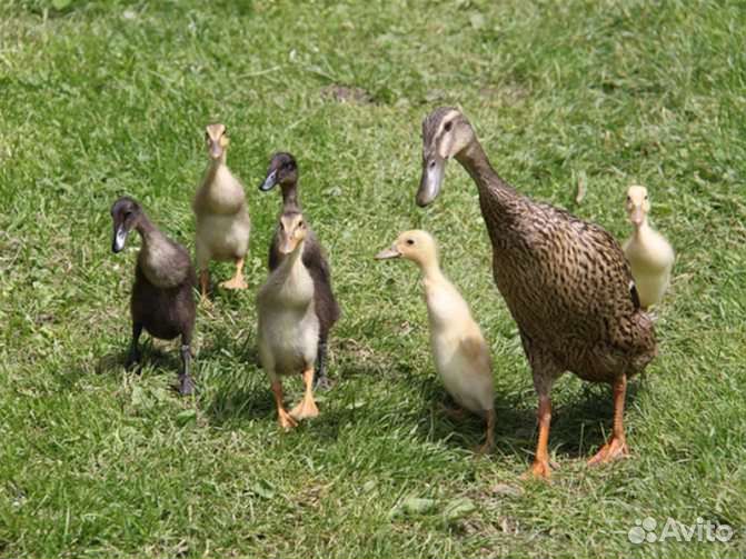 Утка Индийский бегунок