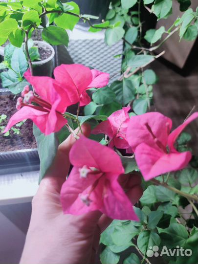 Бугенвиллия черенки