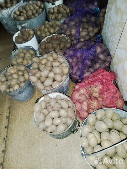 Семенной картофель (цена за ведро)