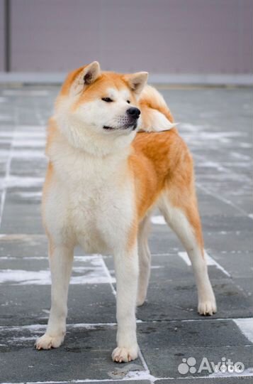 Акита высокопородные щенки