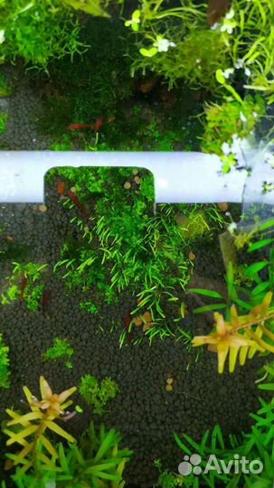 Аквариумные креветки