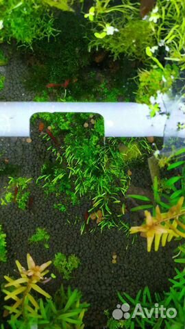 Аквариумные креветки