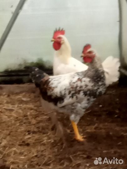 Петух, 4 мес, леггорн