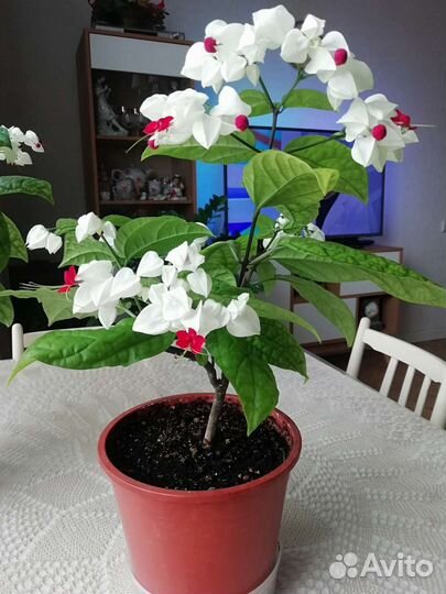 Клеродендрум. Каллизия