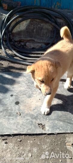 Продам щенка Метиса, мальчик