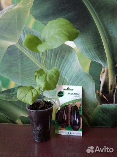 Рассада томатов, перца сладкого,острого,баклажан