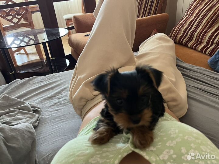 Йоркширский терьер мини