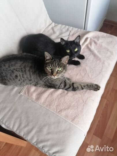 Кошки в добрые руки бесплатно